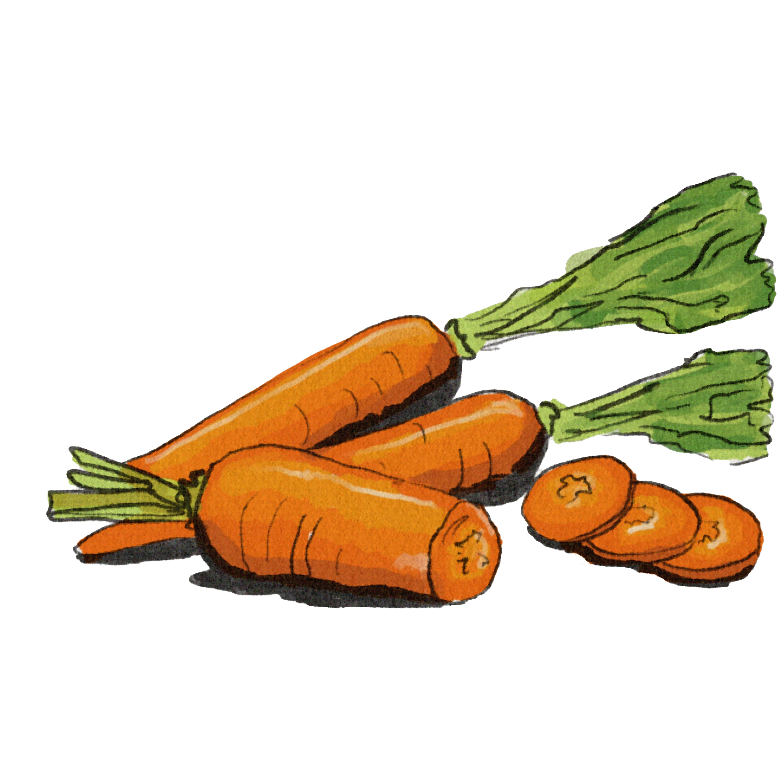 Carrot.png
