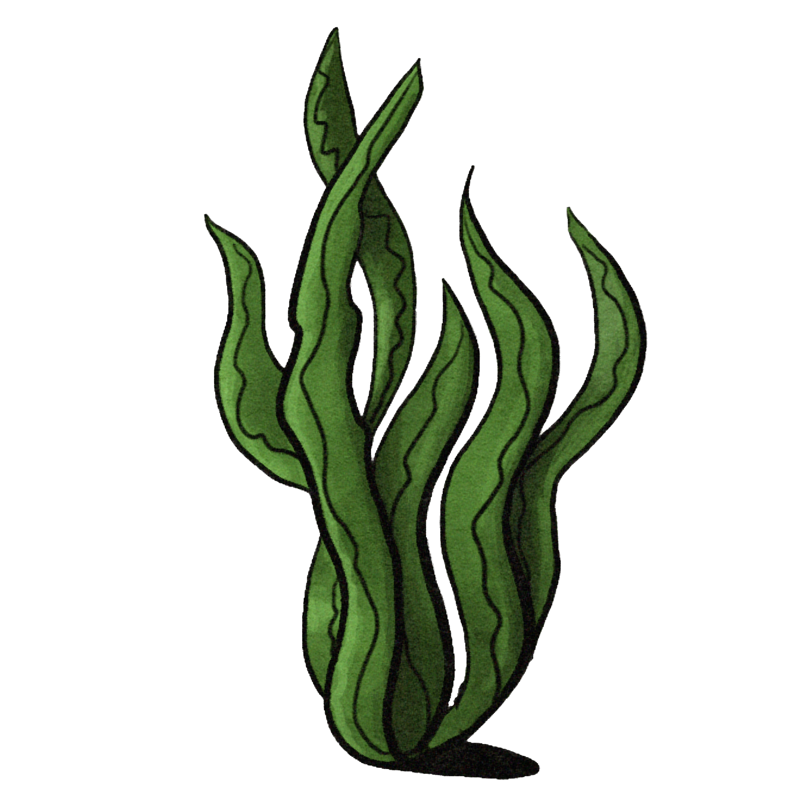 Seaweed.png