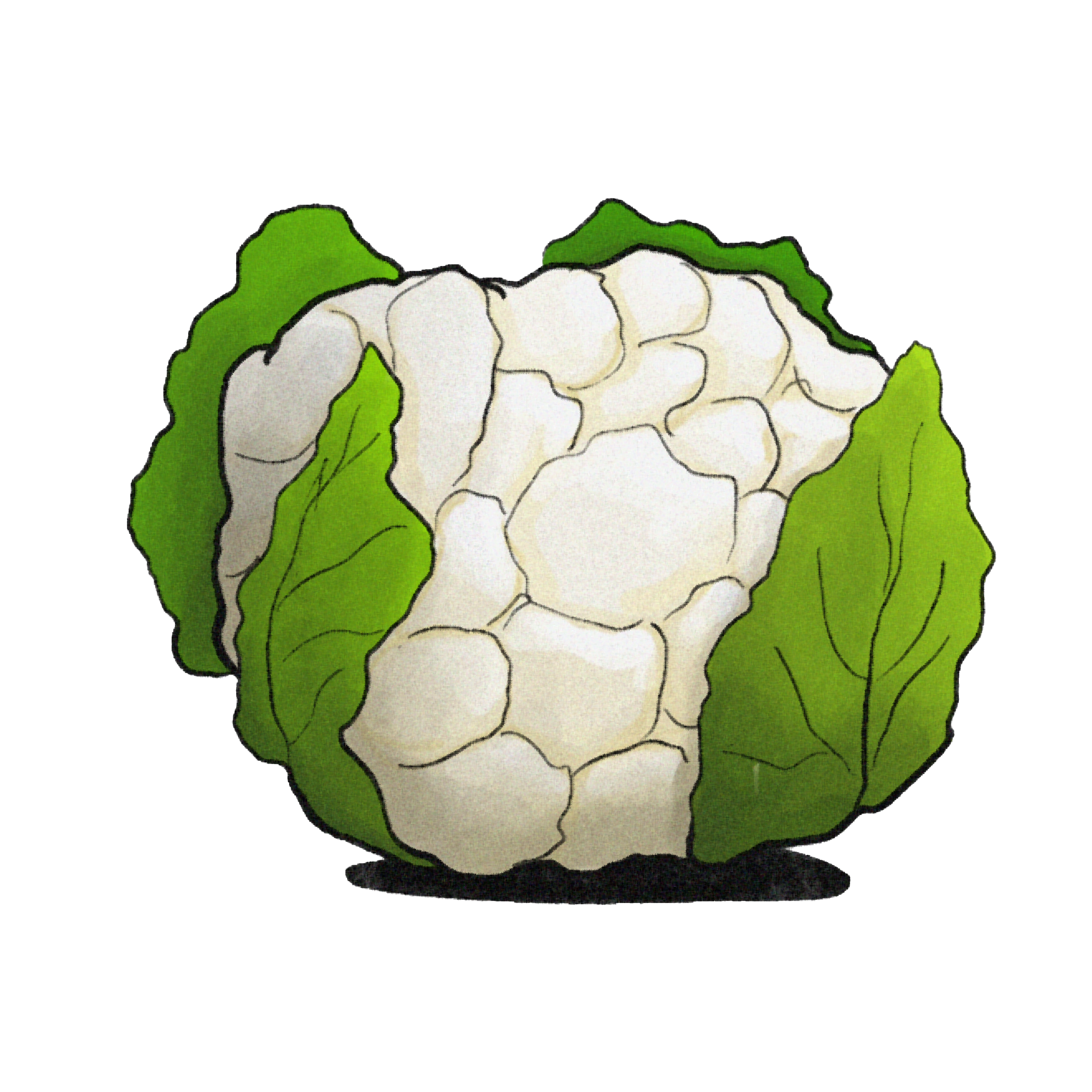 Cauliflower.png