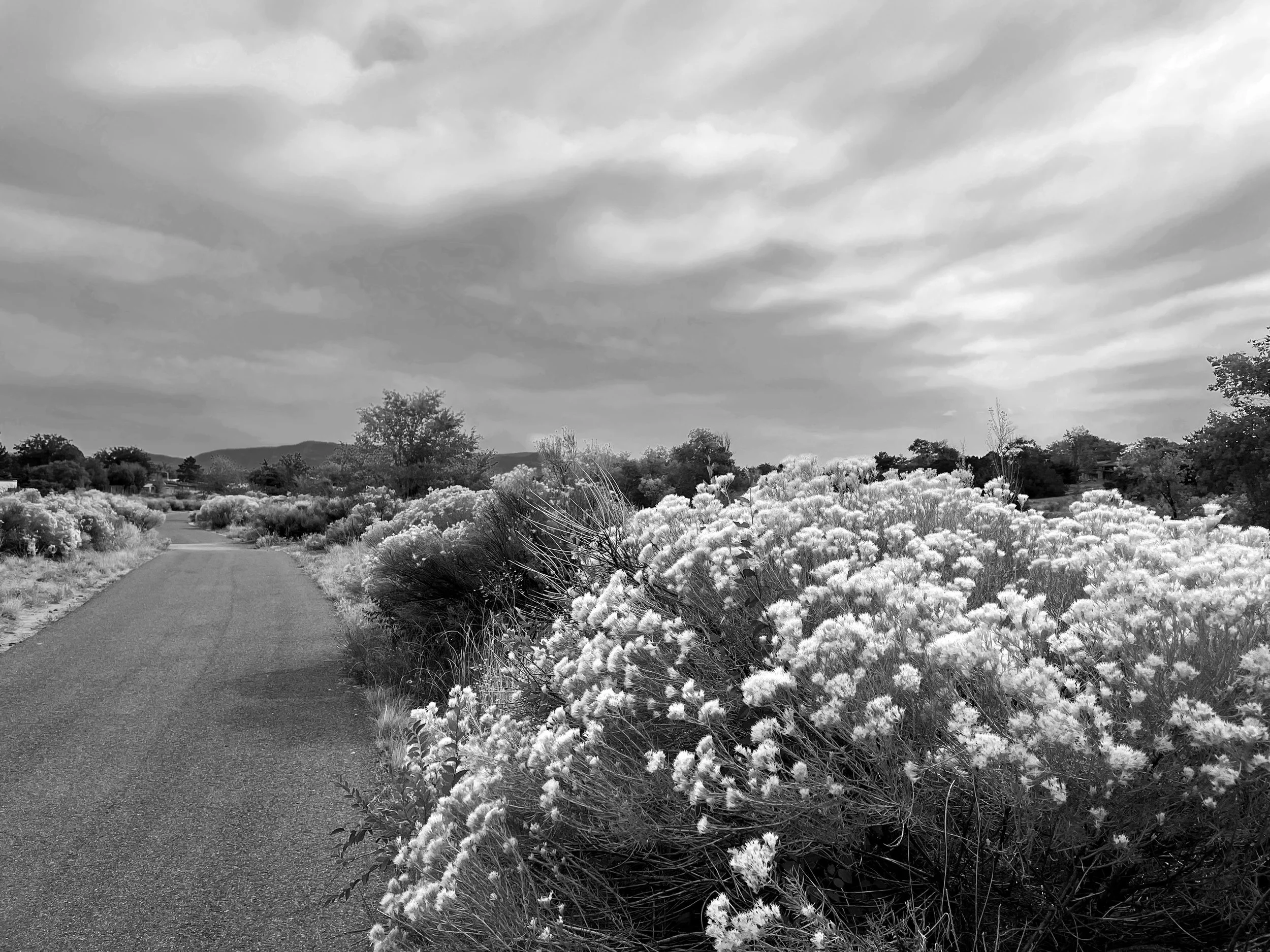 Arroyo Chamiso Trail, Santa Fe, Fall 2021