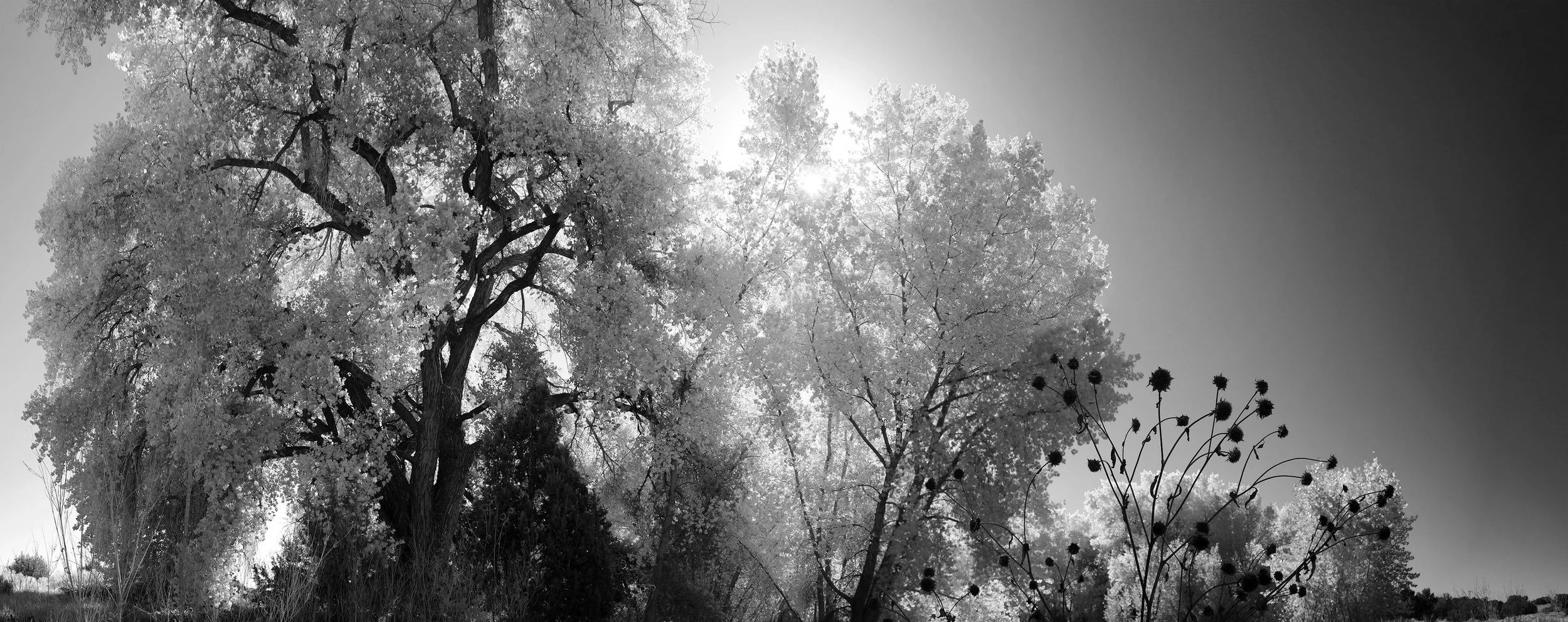 Leonora Curtin Wetland Preserve 2, Fall 2021