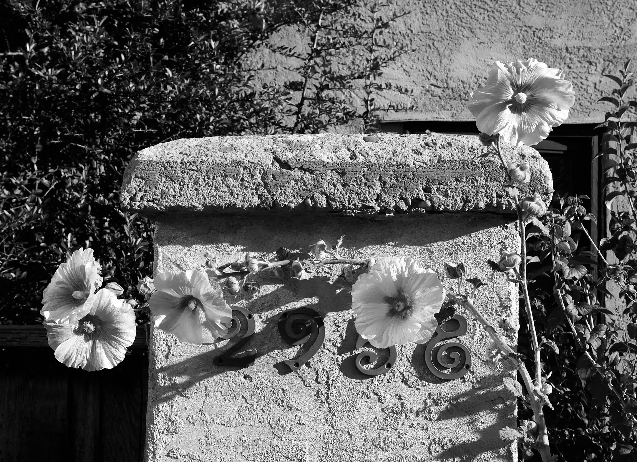 Hollyhocks, Santa Fe, Summer 2013