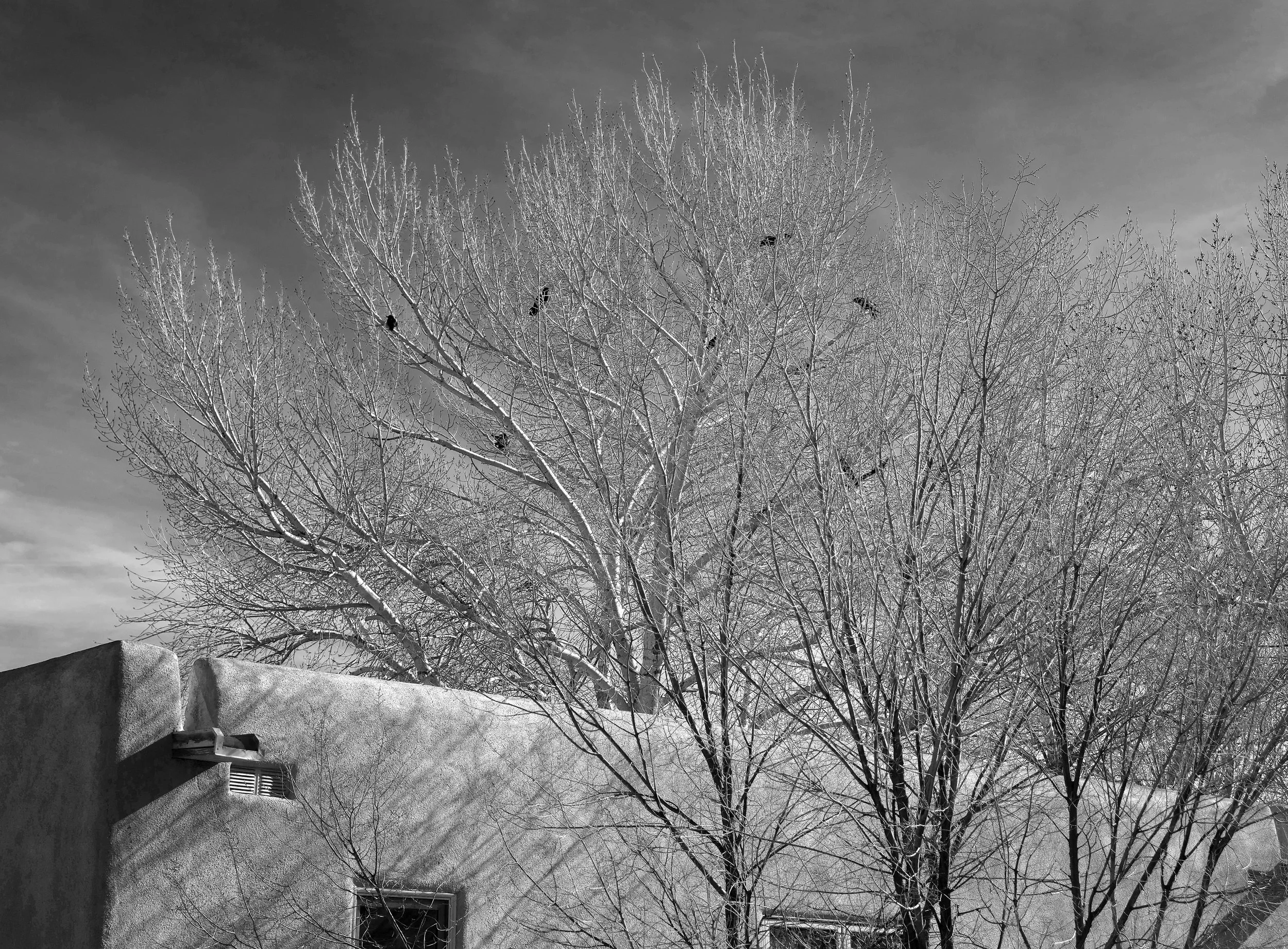 Six Ravens in a Cottonwood Tree, Santa Fe, Winter 2021