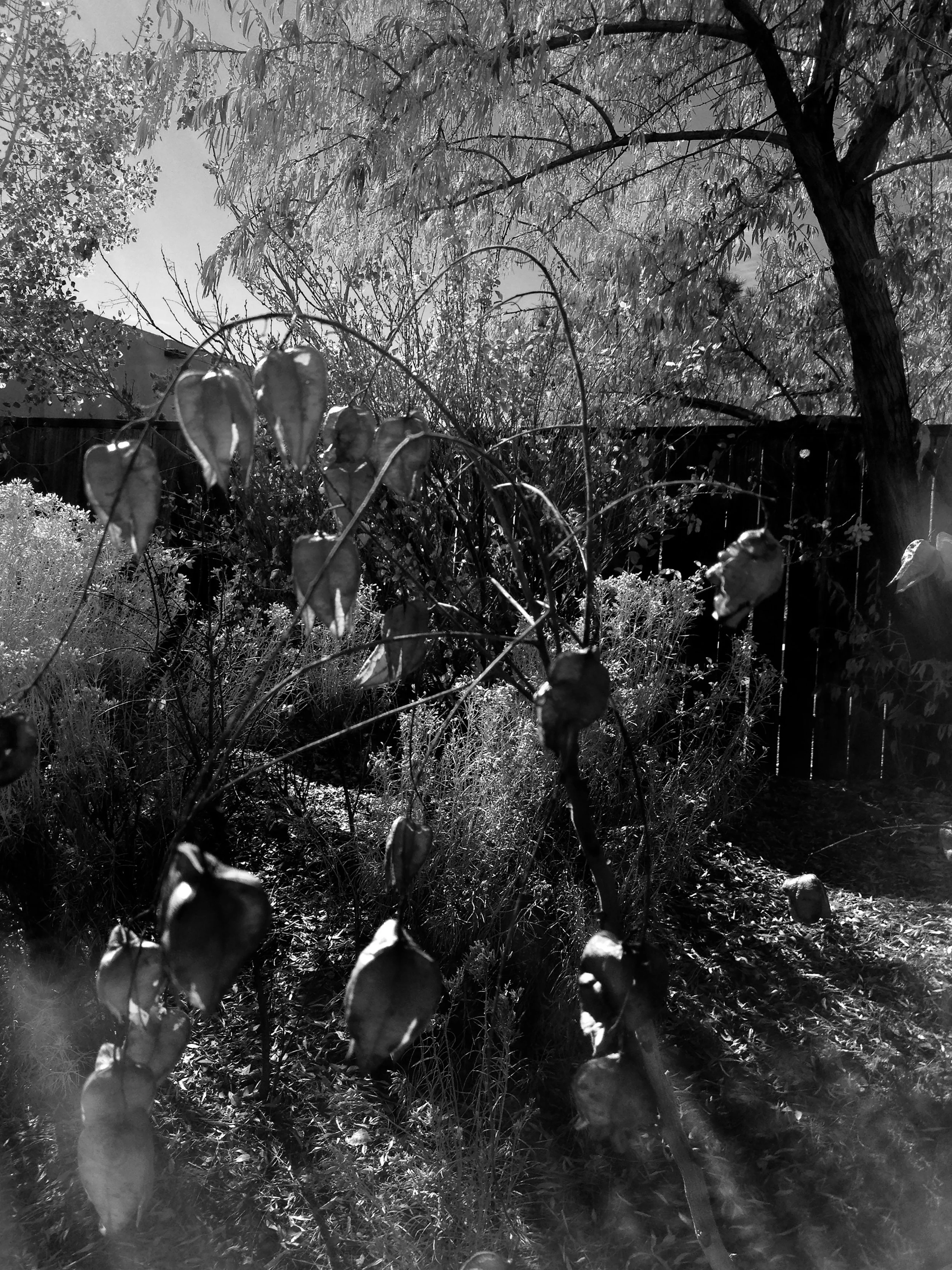 Back Yard, South Santa Fe, Spring 2021