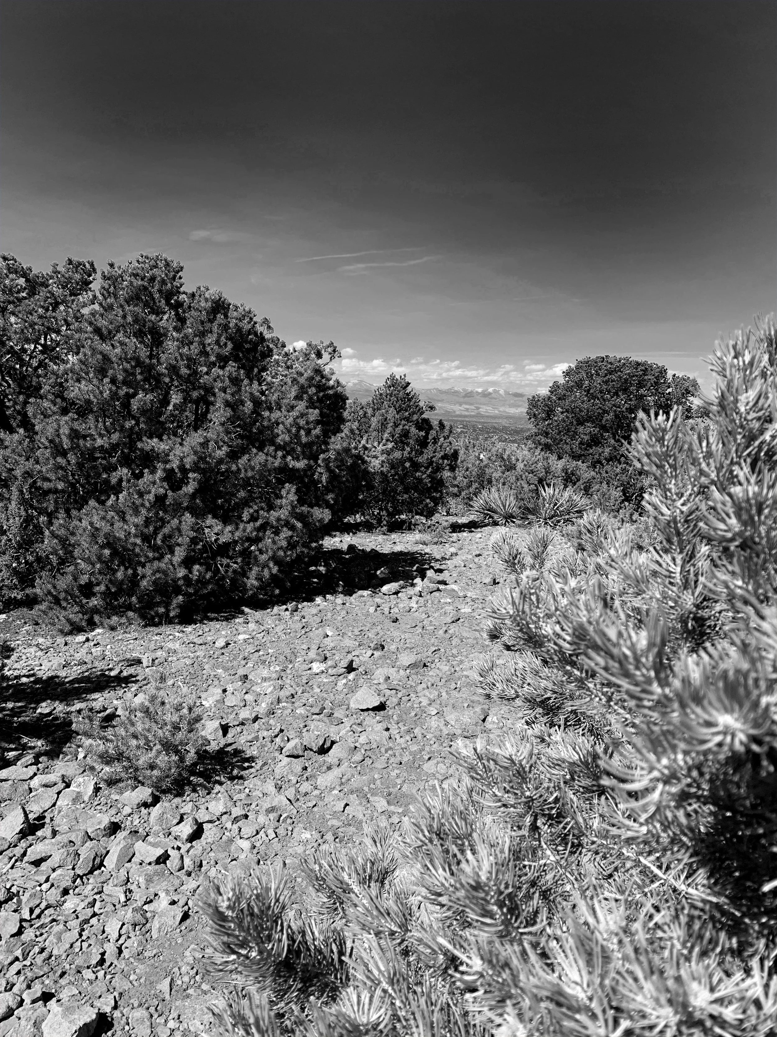 Dale Ball Trail, Santa Fe, Spring 2020