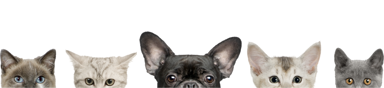 Clone your Cat | Genetic Preservation by PETernity Genetics | United ...