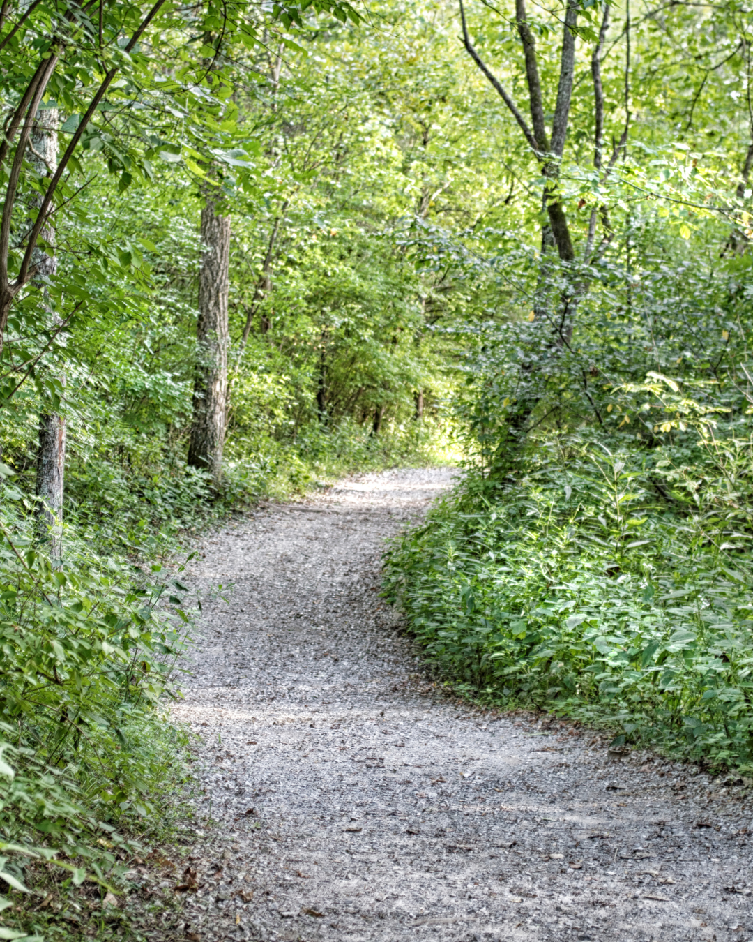 A dirt trail winding through a dense, green forest with trees and bushes on both sides.
