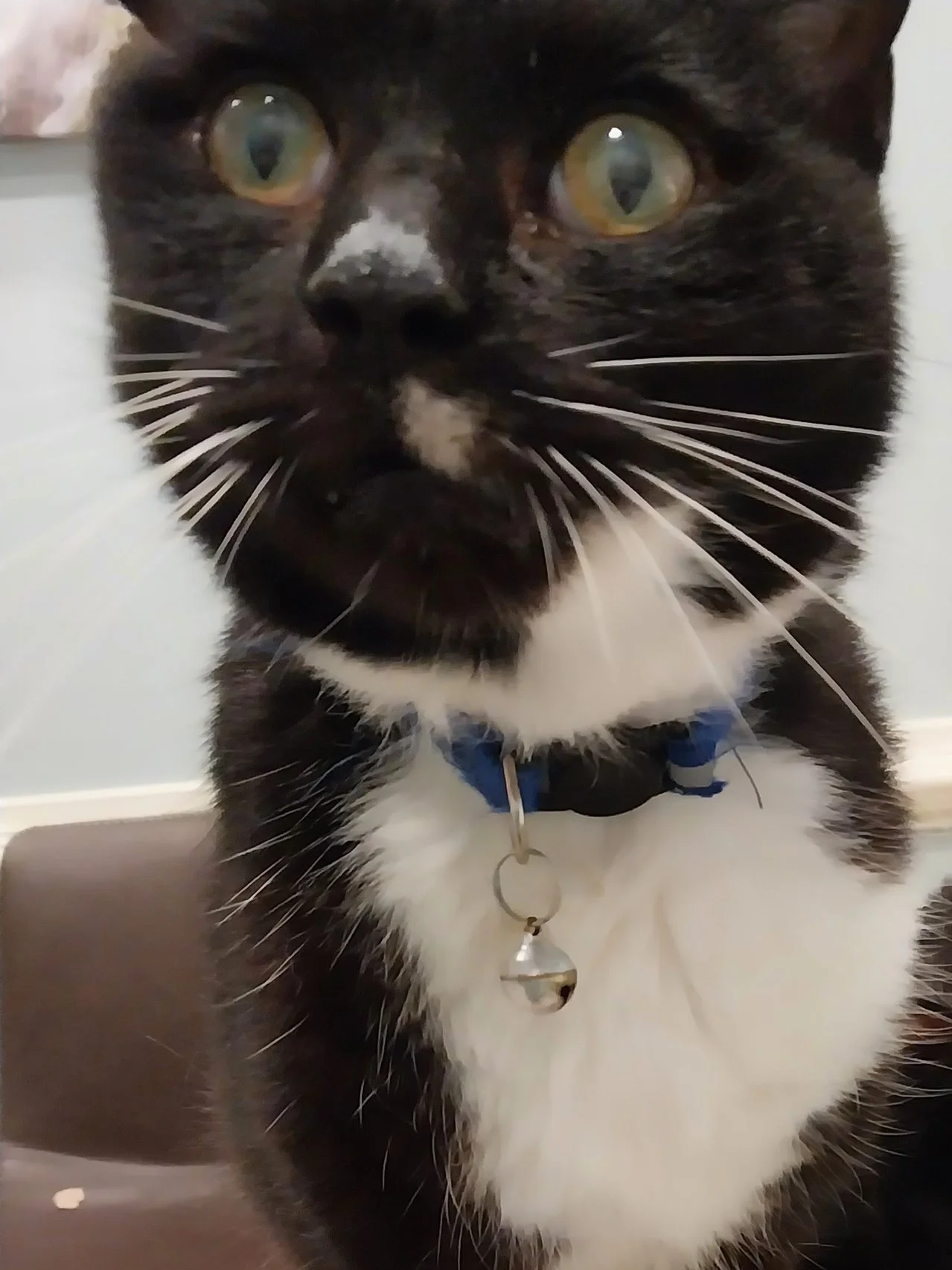 Grandpa Tuvix is a permanent resident and favorite of everyone, cat and human alike. He was abandoned at around age 10 with an old spinal injury that makes is hard for him to get around and worsening glaucoma. He is now almost 14 years old and helps 