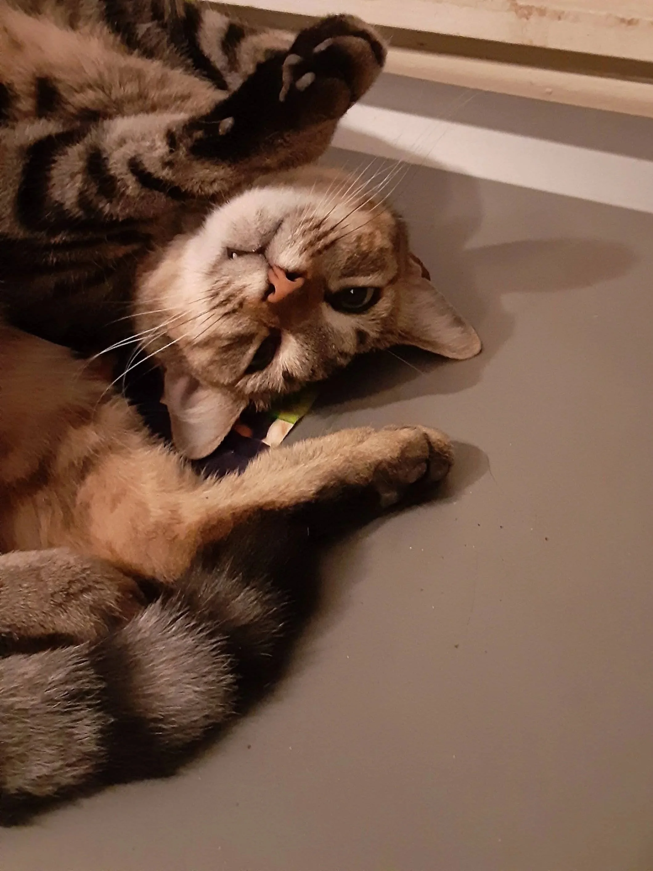 One of our residents, Io, rolling around