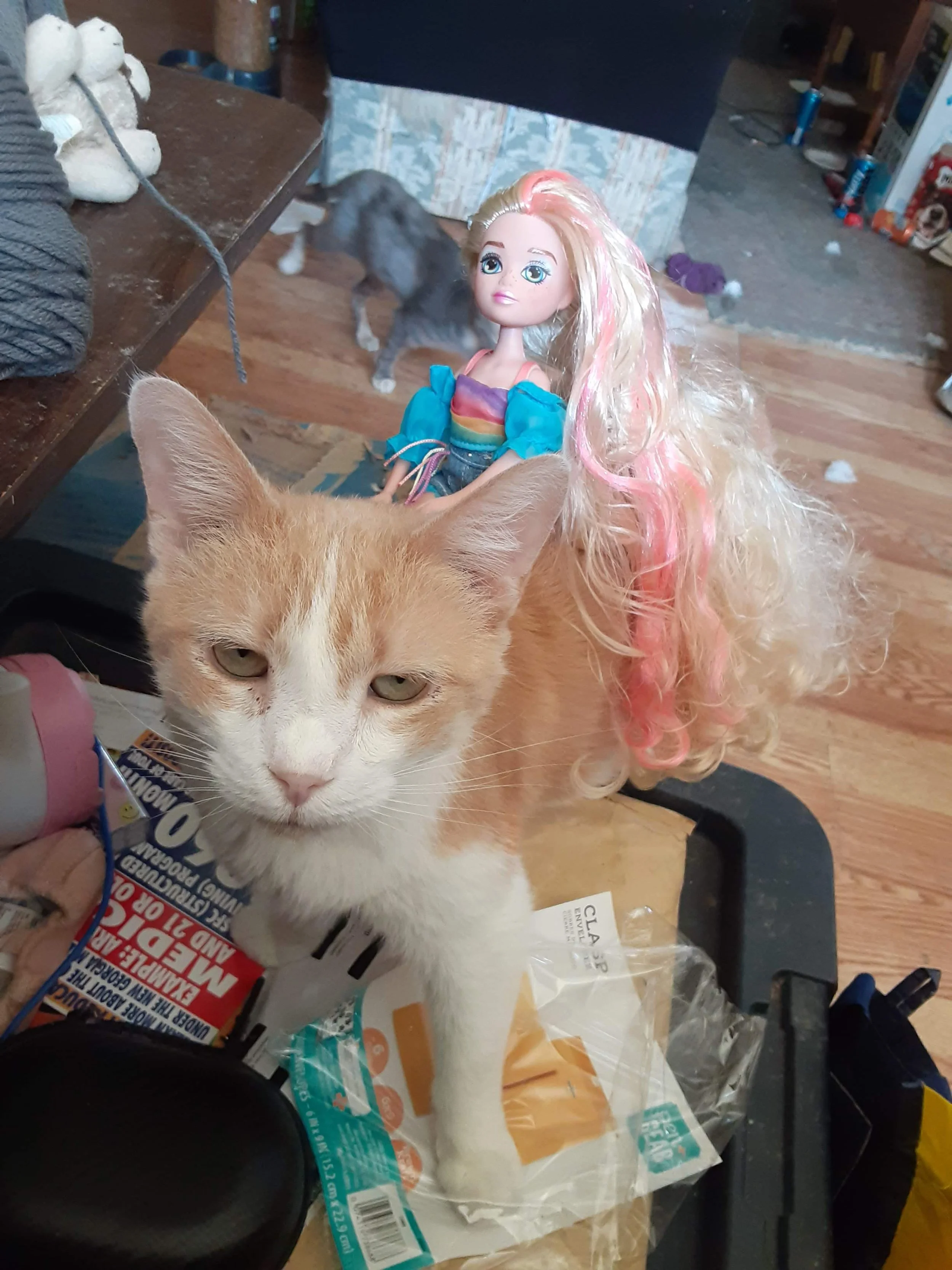 Self designated mama of everyone, Hinky Punk was our first cat adopted from the Georgia Humane Society (now called Purrfect Peaches Cat Rescue) and was always taking care of her babies, human and feline.
She was dealing with some mystery medical iss