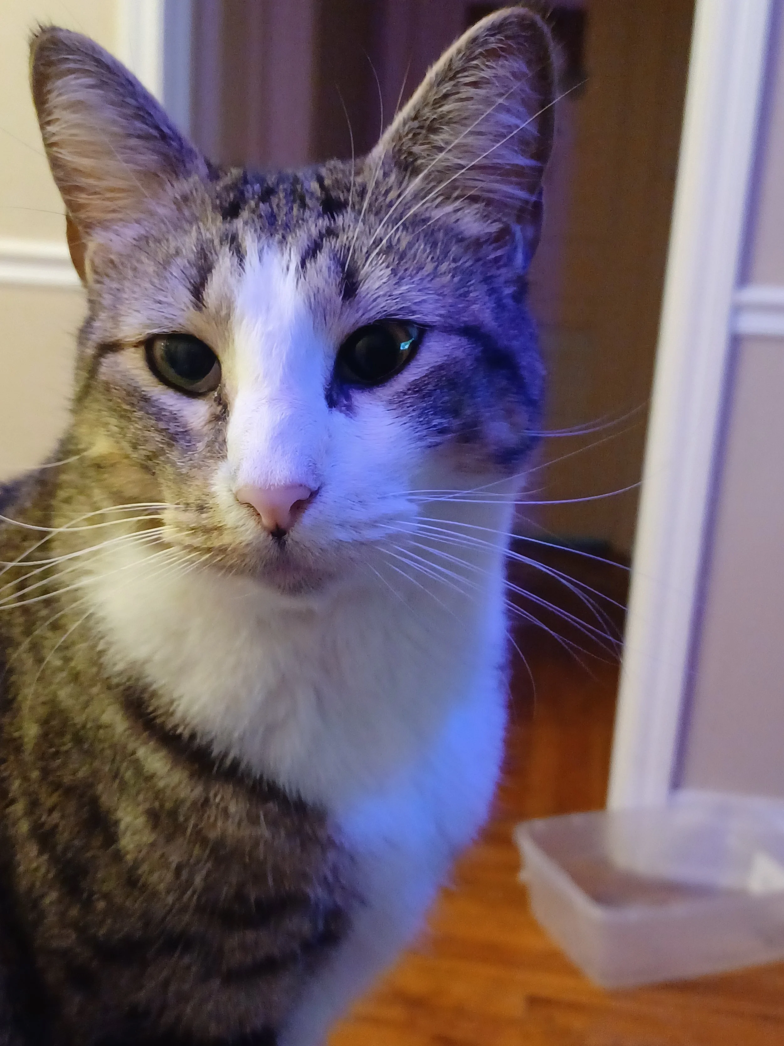 Yuri, our resident cross-eyed cat