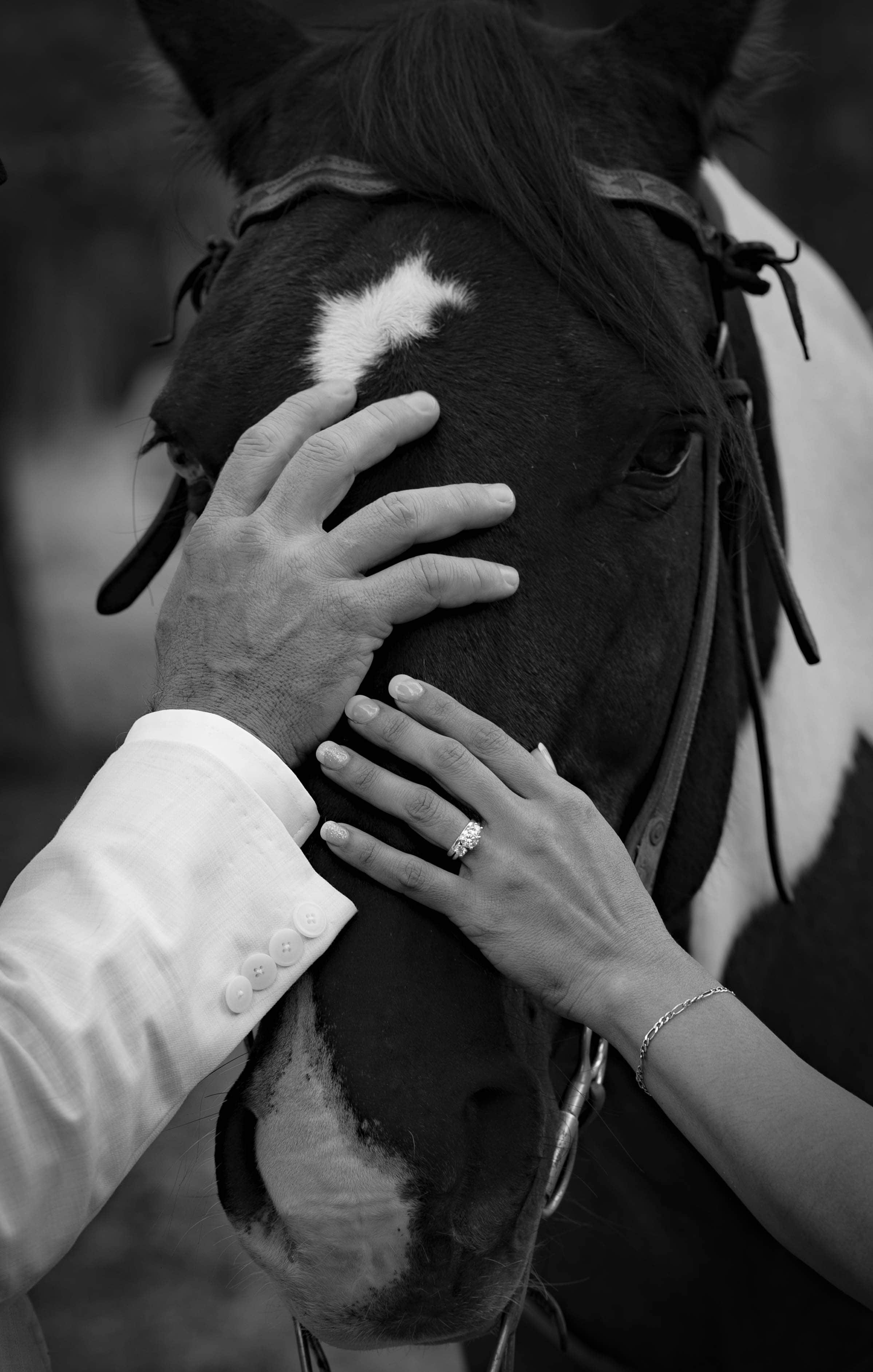 Horse Wedding Photos