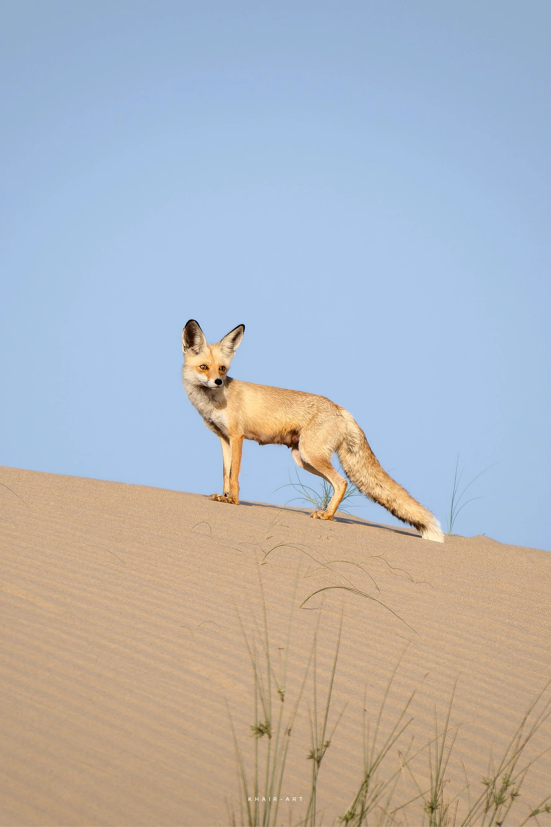 UAE Wildlife14.jpg