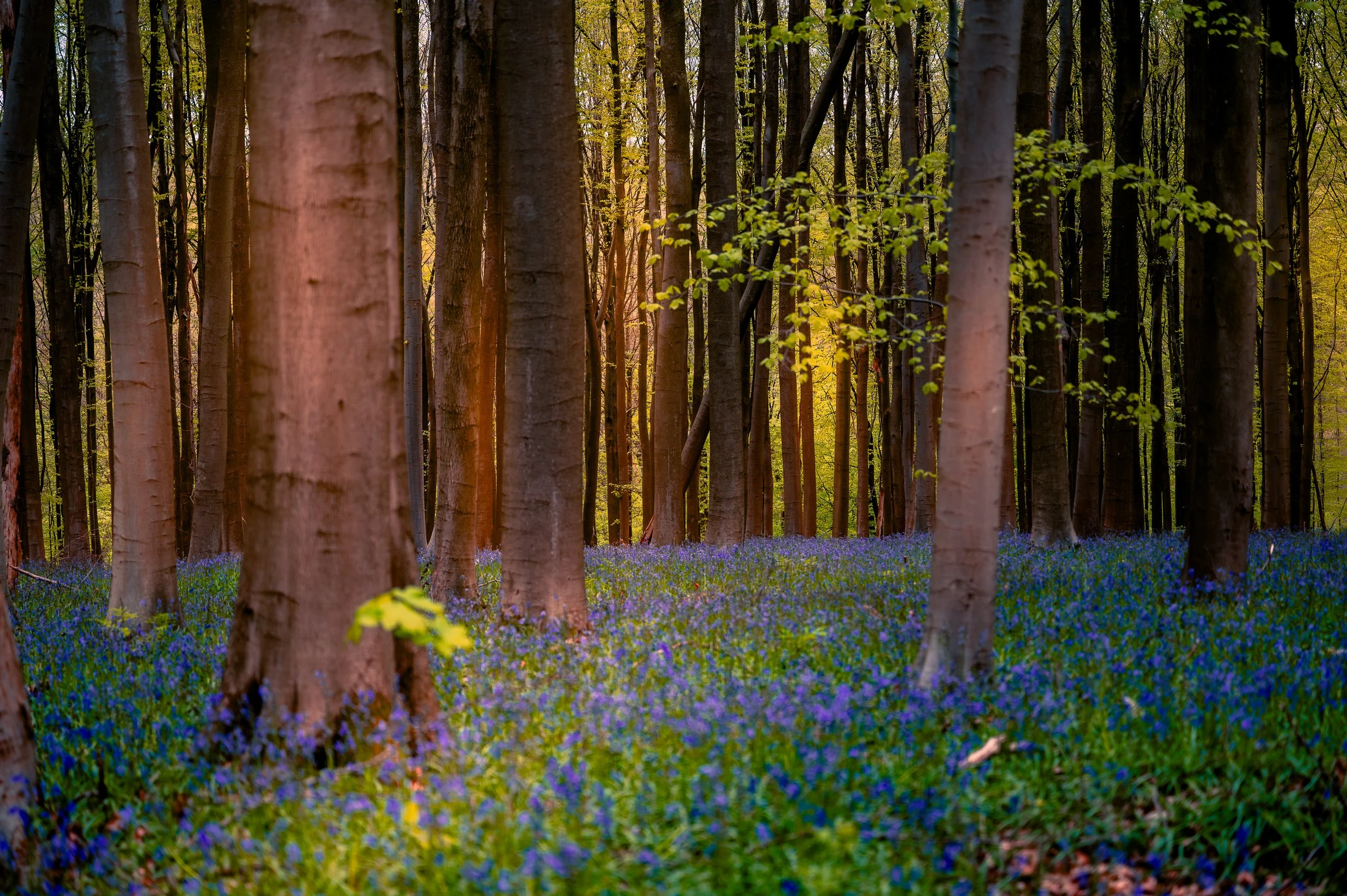 A forest with tall trees and a ground covered in purple and blue flowers, with sunlight shining through the leaves.
