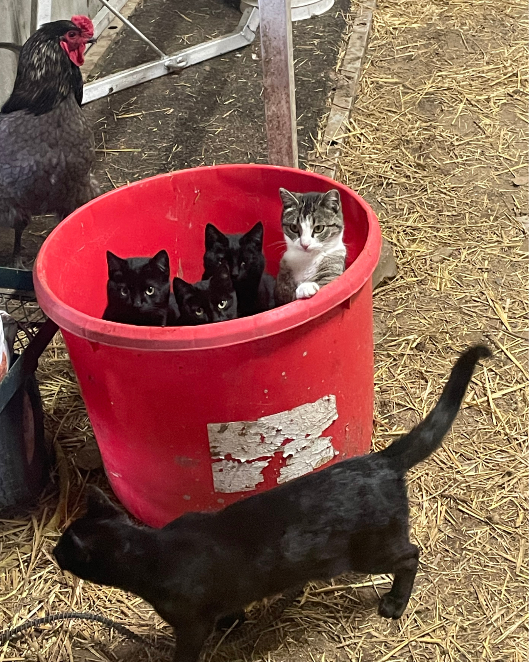 Spring - cats in bucket.png