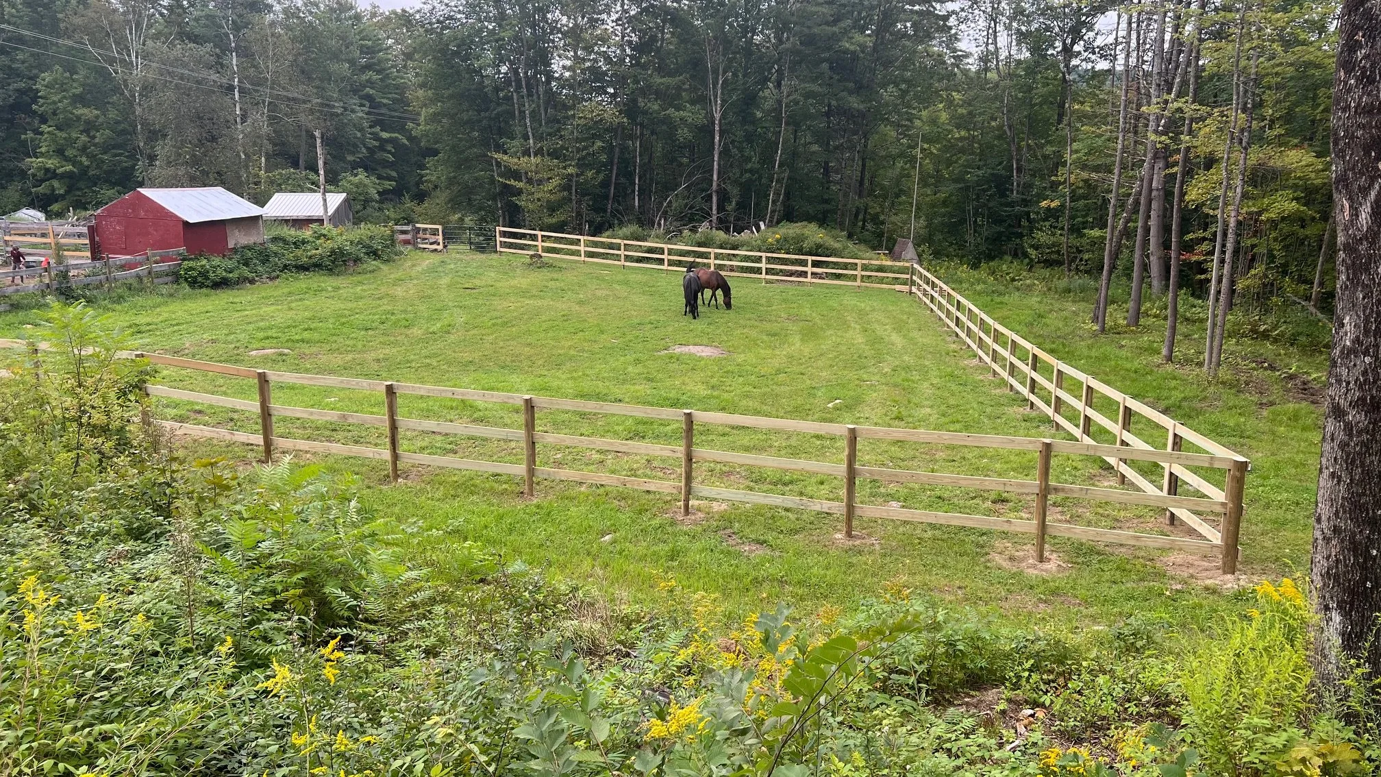 3 board horse trimmed and electrified.jpg