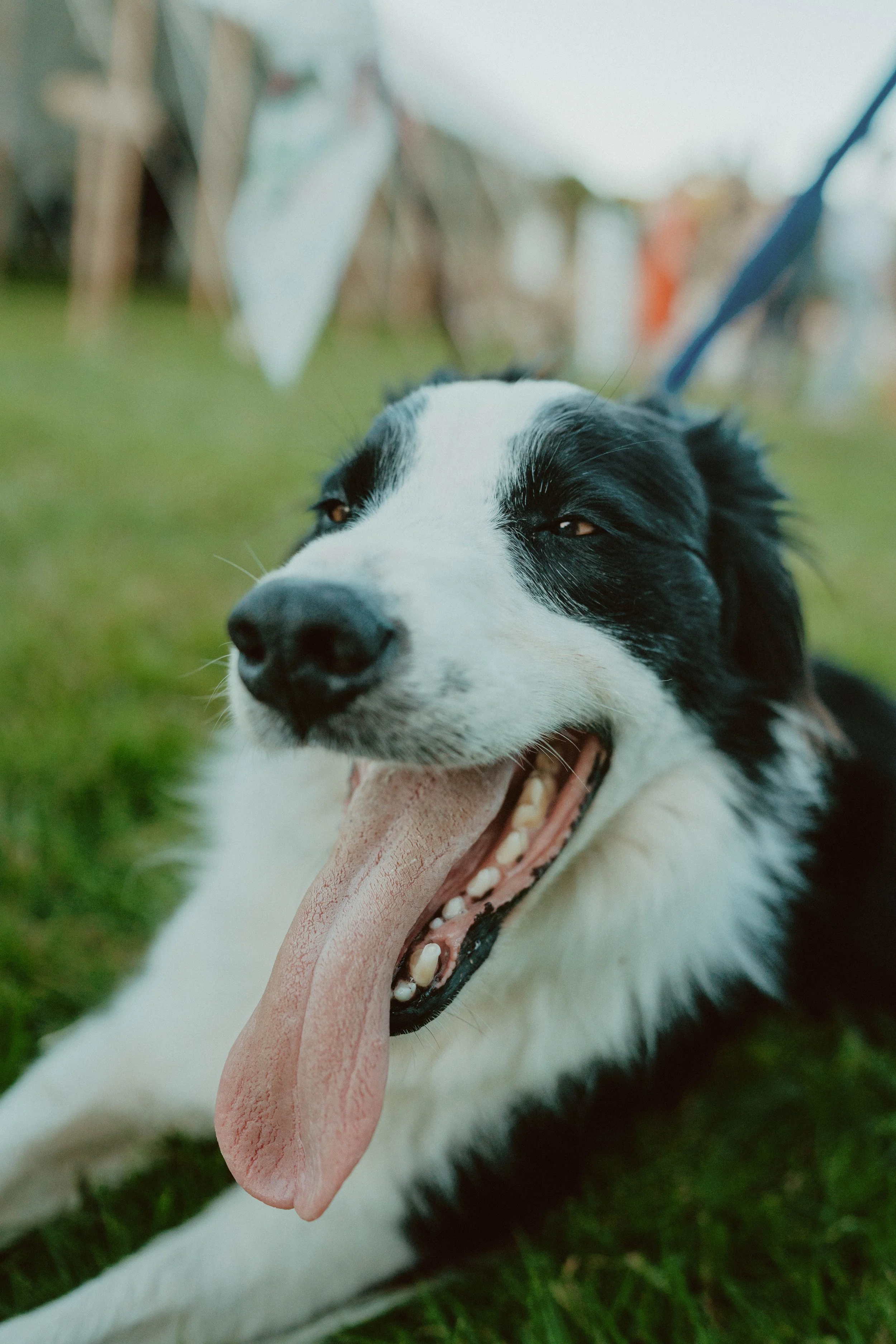A black and white Border Collie dog lying on the grass with its mouth open and tongue out, in an outdoor setting.