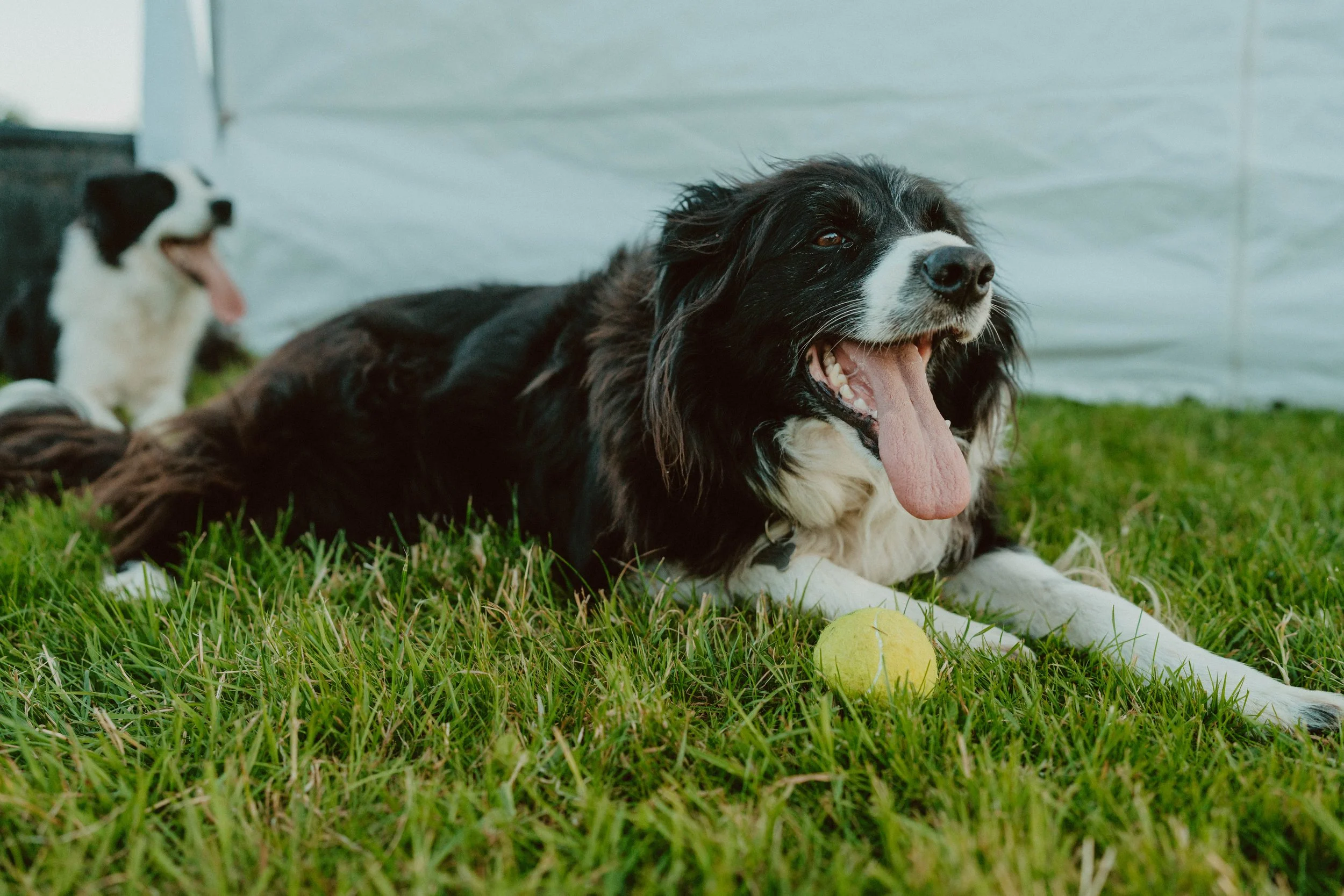 Two dogs, one black and white and the other black, lying on grass with a tennis ball next to the black and white dog, both dogs panting after play.
