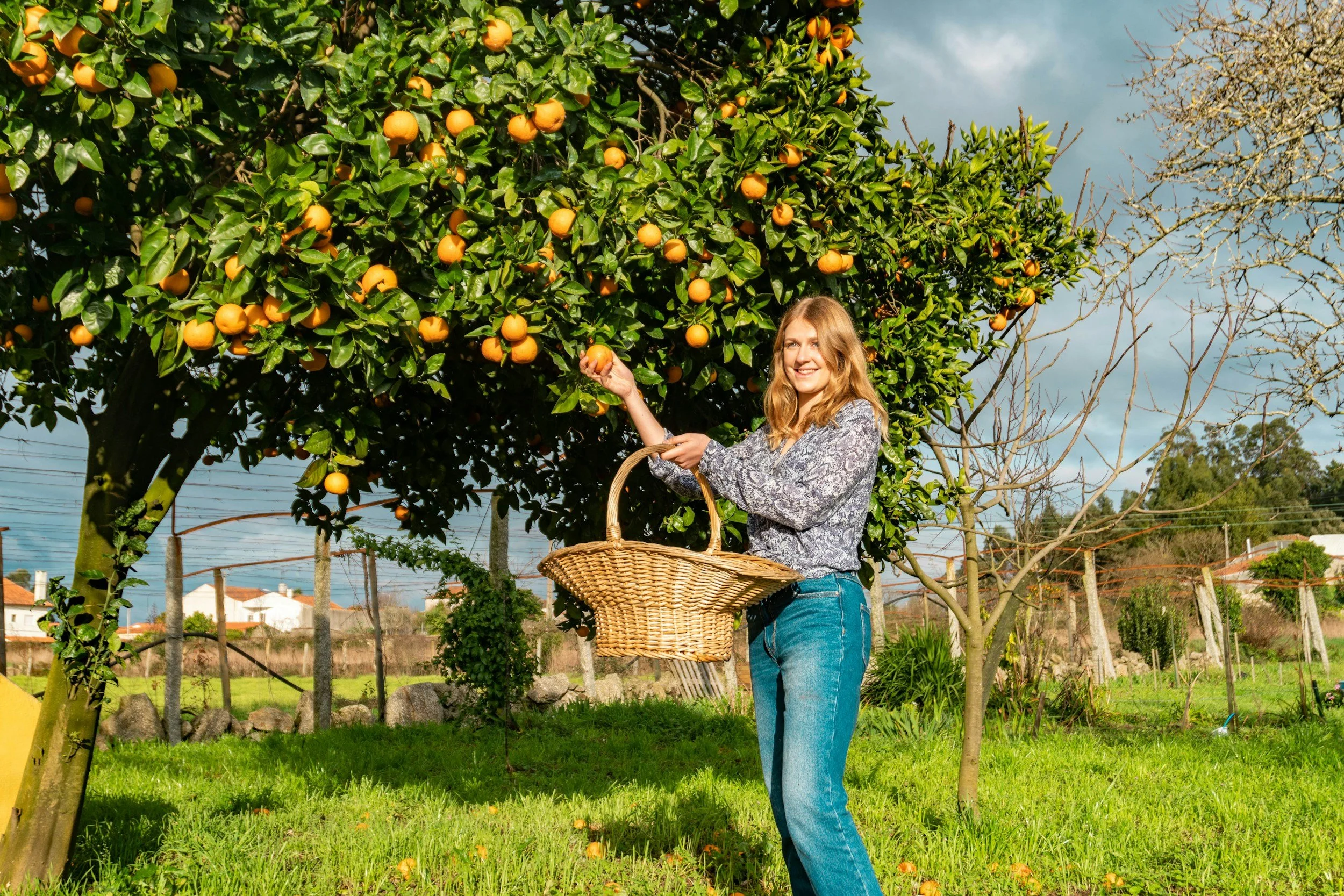 A woman picking oranges from a large orange tree in a sunny backyard, holding a basket for collection.