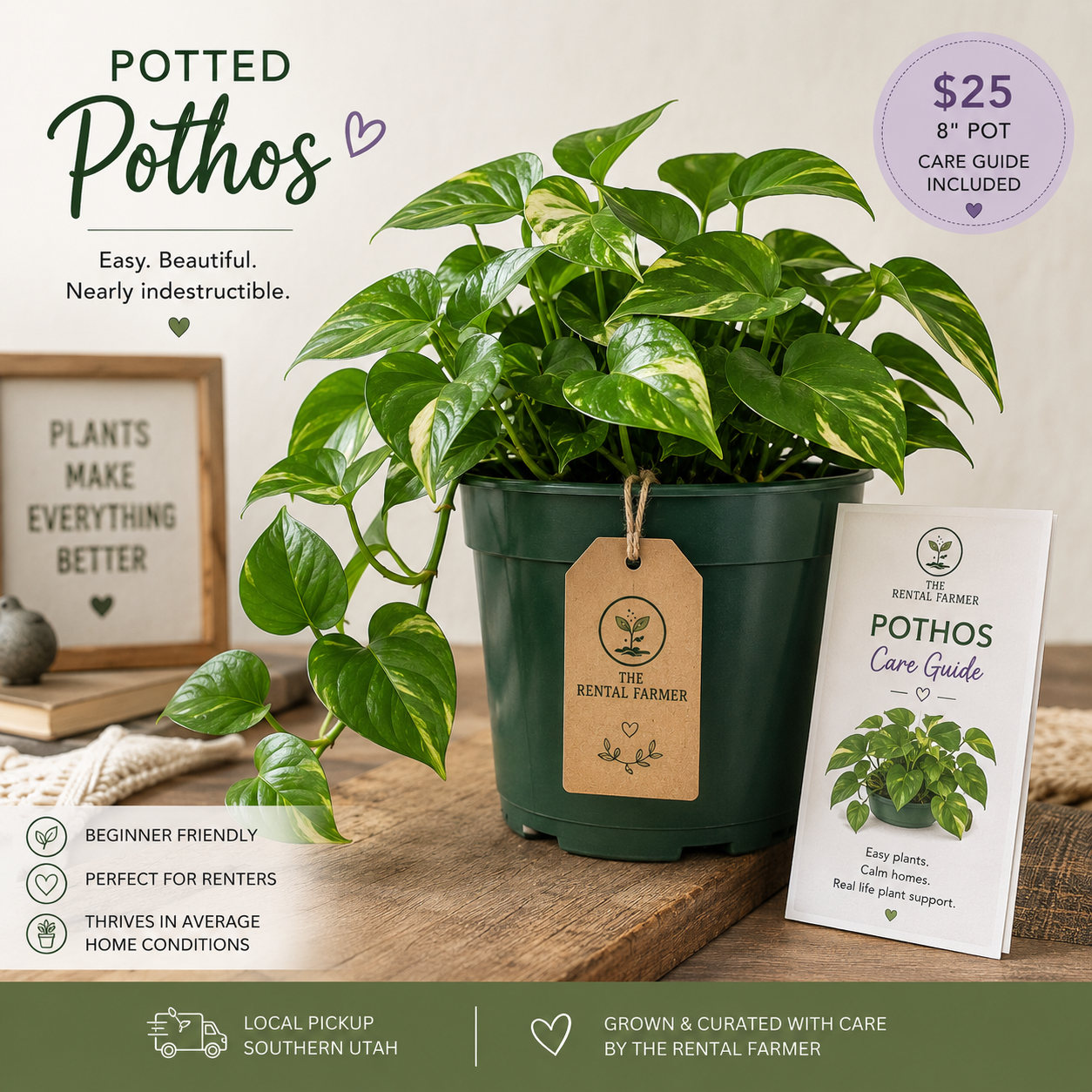 Potted Pothos + Care Guide - 8" indoor plant