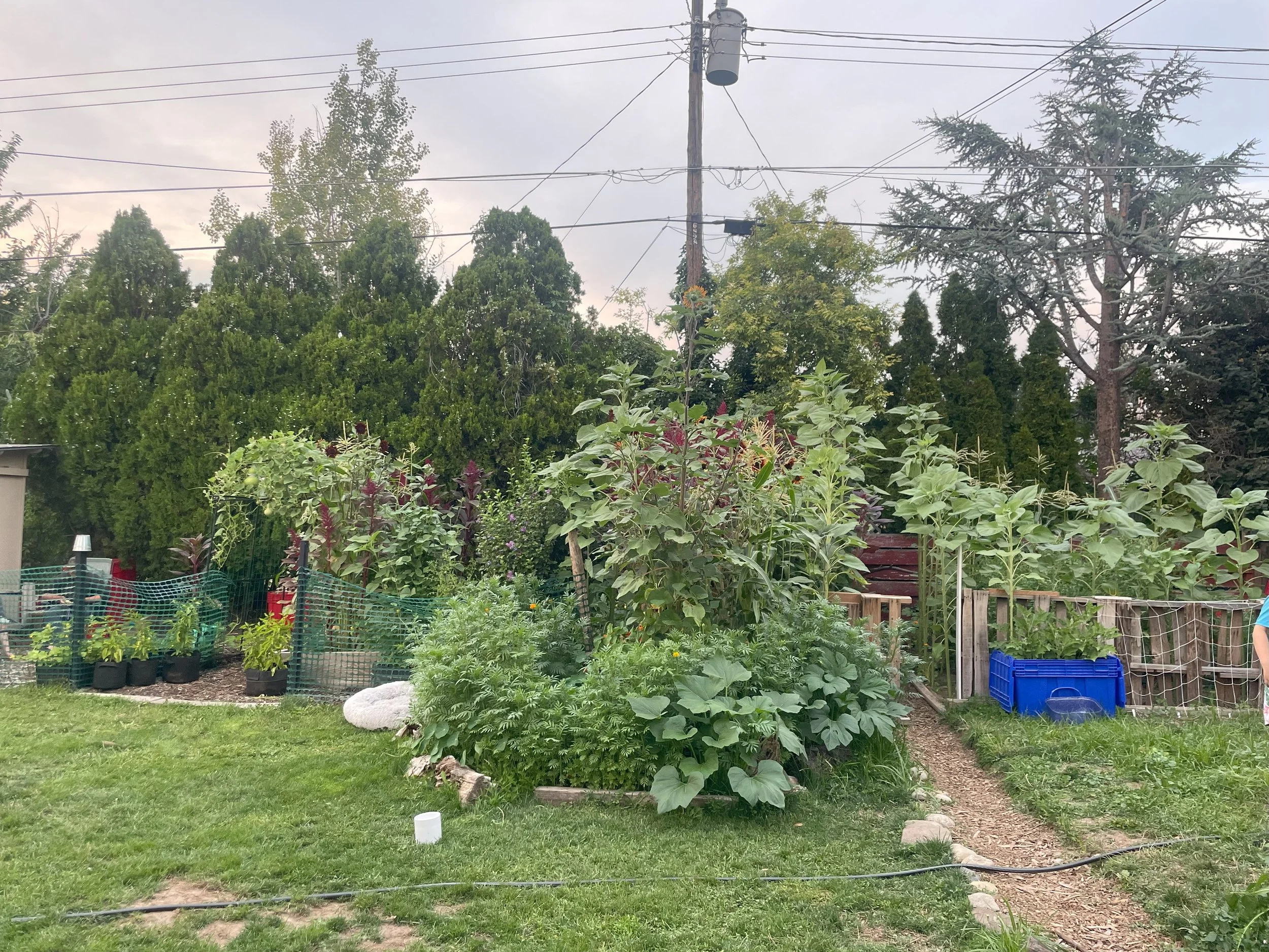 A backyard garden with a variety of plants, trees, and flowers, surrounded by a fence and a well-maintained lawn. There are multiple power lines and a utility pole in the background under an overcast sky.