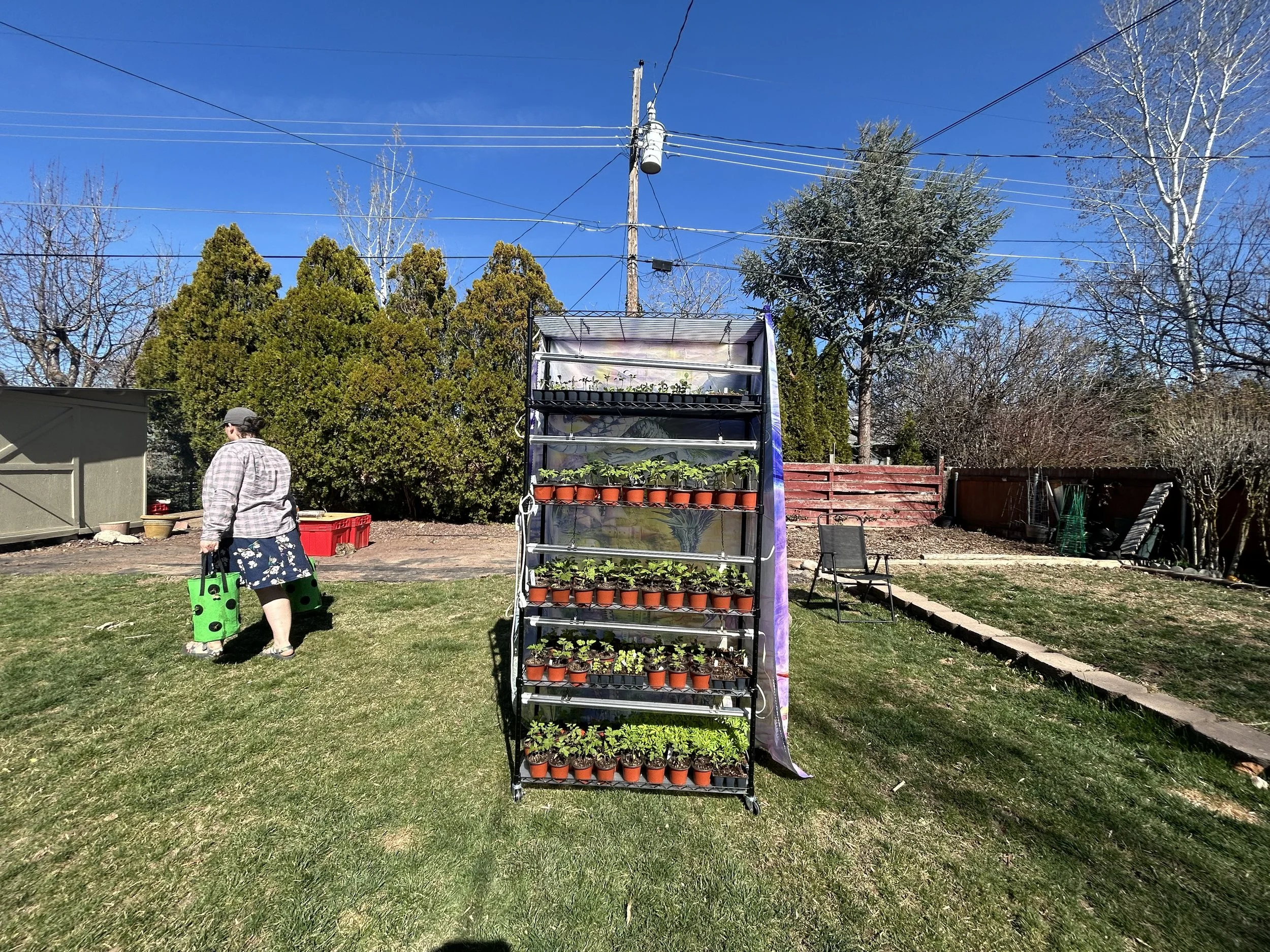 A backyard garden with a person standing next to a outdoor shelving unit with plants in small pots. There are trees, a red fence, and utility poles with wires in the background. The sky is clear and blue.