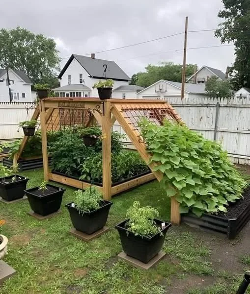 L-shaped backyard garden with a wooden greenhouse and raised black planter beds filled with leafy green vegetables, surrounded by a white fence and neighboring houses.