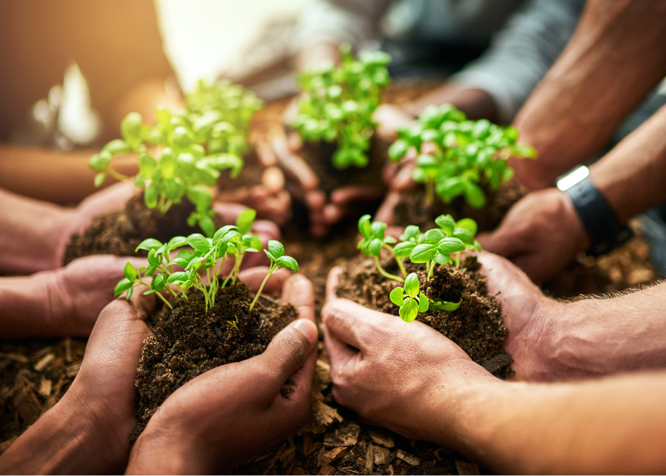 Multiple hands holding small seedlings planted in soil during a gardening activity.