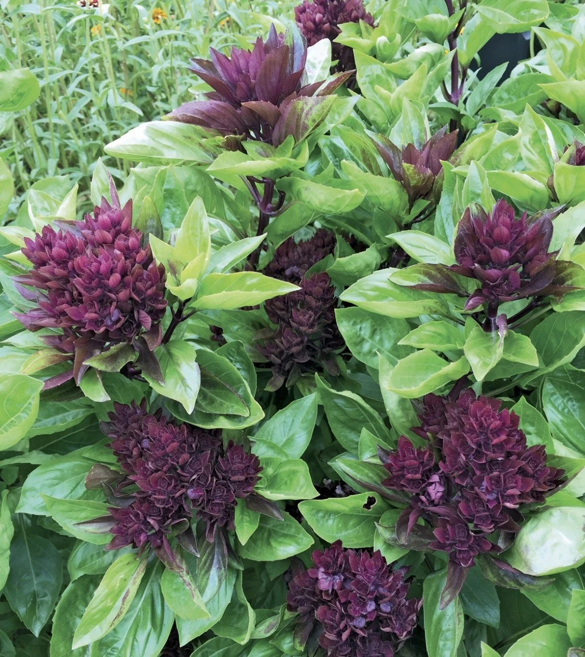 Cardinal Thai Basil