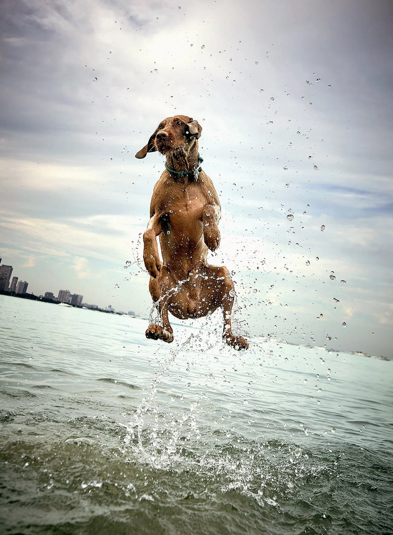_DSC2311_Dog_LIFE_WH_2023_jen.jpg