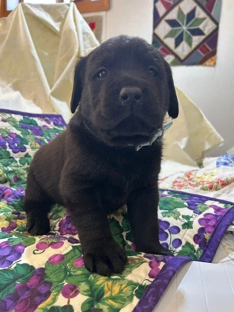 Chester - Male (Has A New Family)