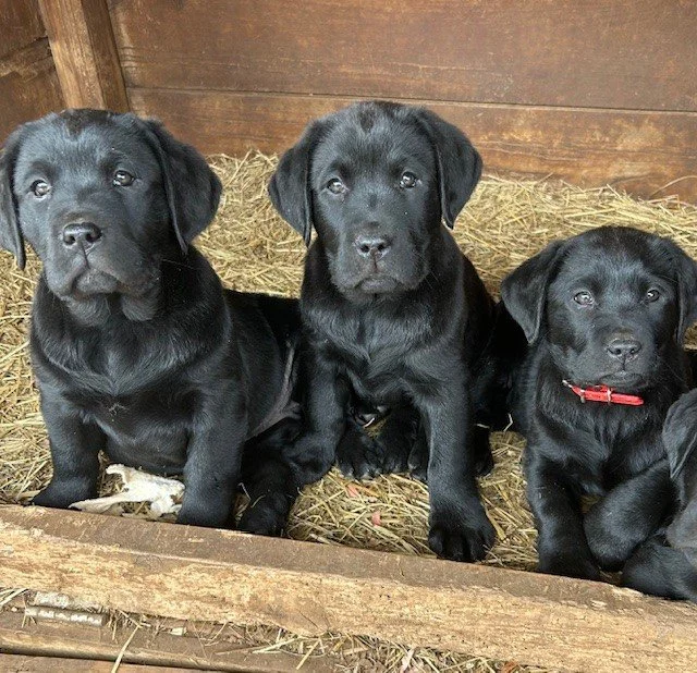 AKC English Lab Puppies Nelson County Virginia
