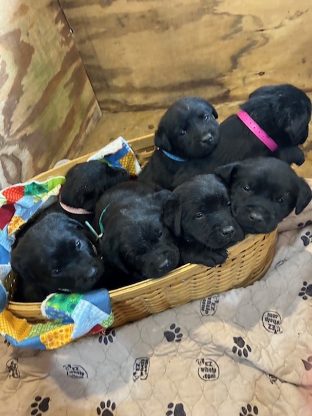 Balance Due (If Deposit Paid)