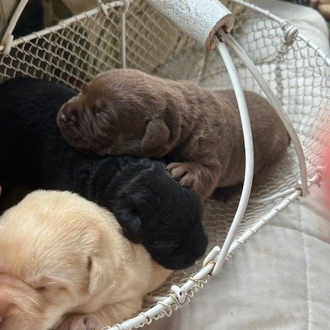 Puppies+Basket+09012024.jpg