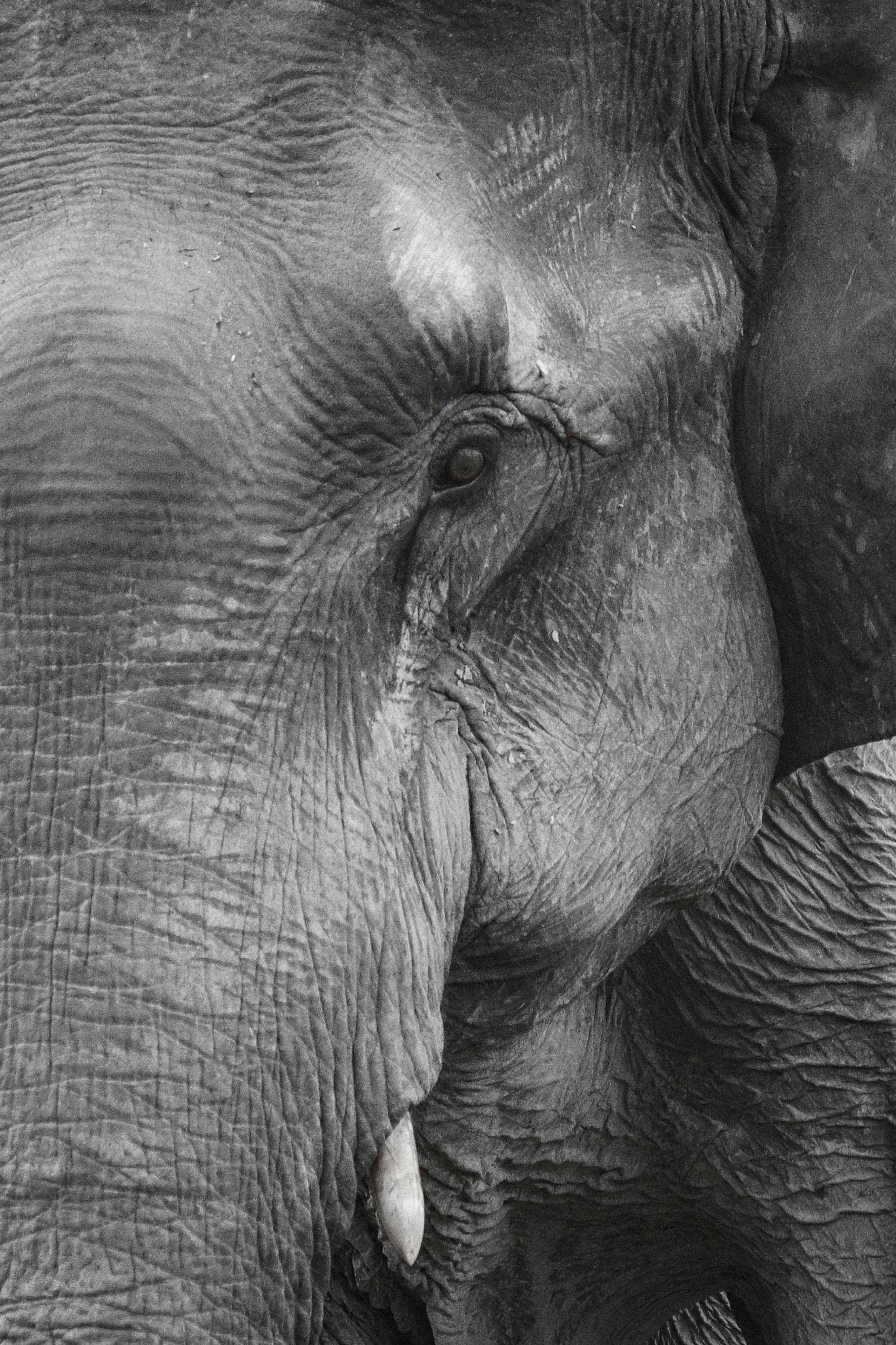 The Elephant in South Asian Homes: Narcissism