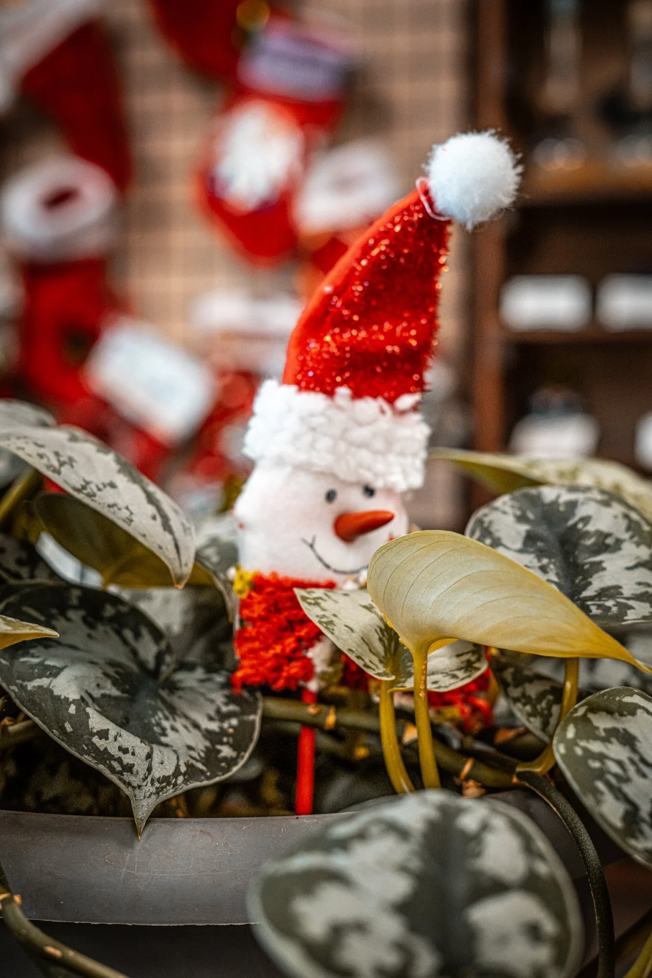 north christmas resize-09.jpg