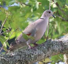 Eurasian Collared Dove: Invasive Like Us