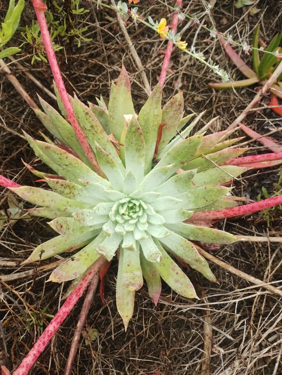 Discovery and Naming of a New Species at Punta Banda Estuary