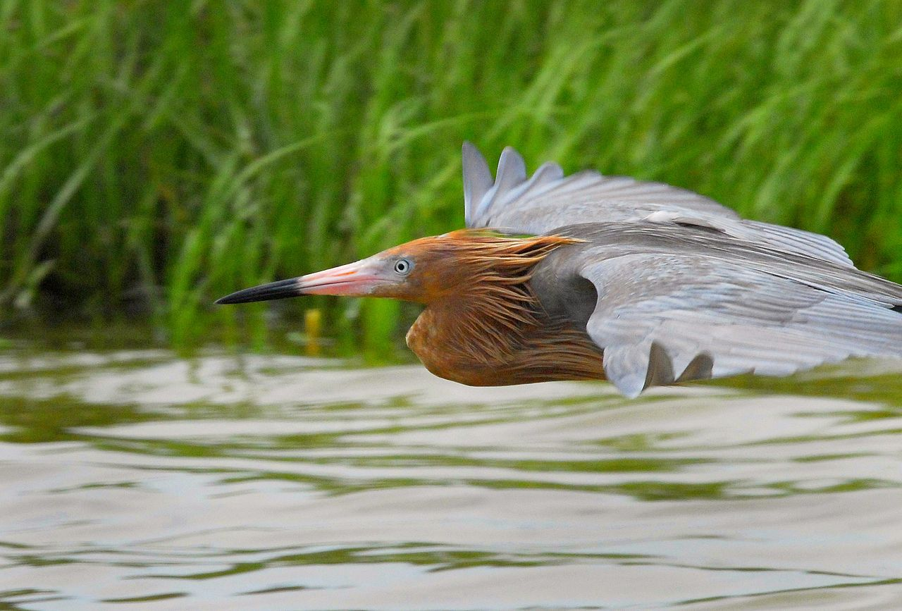 Reddish Egret: The Rarest North American Wading Bird (And we have them here in Punta Banda!)
