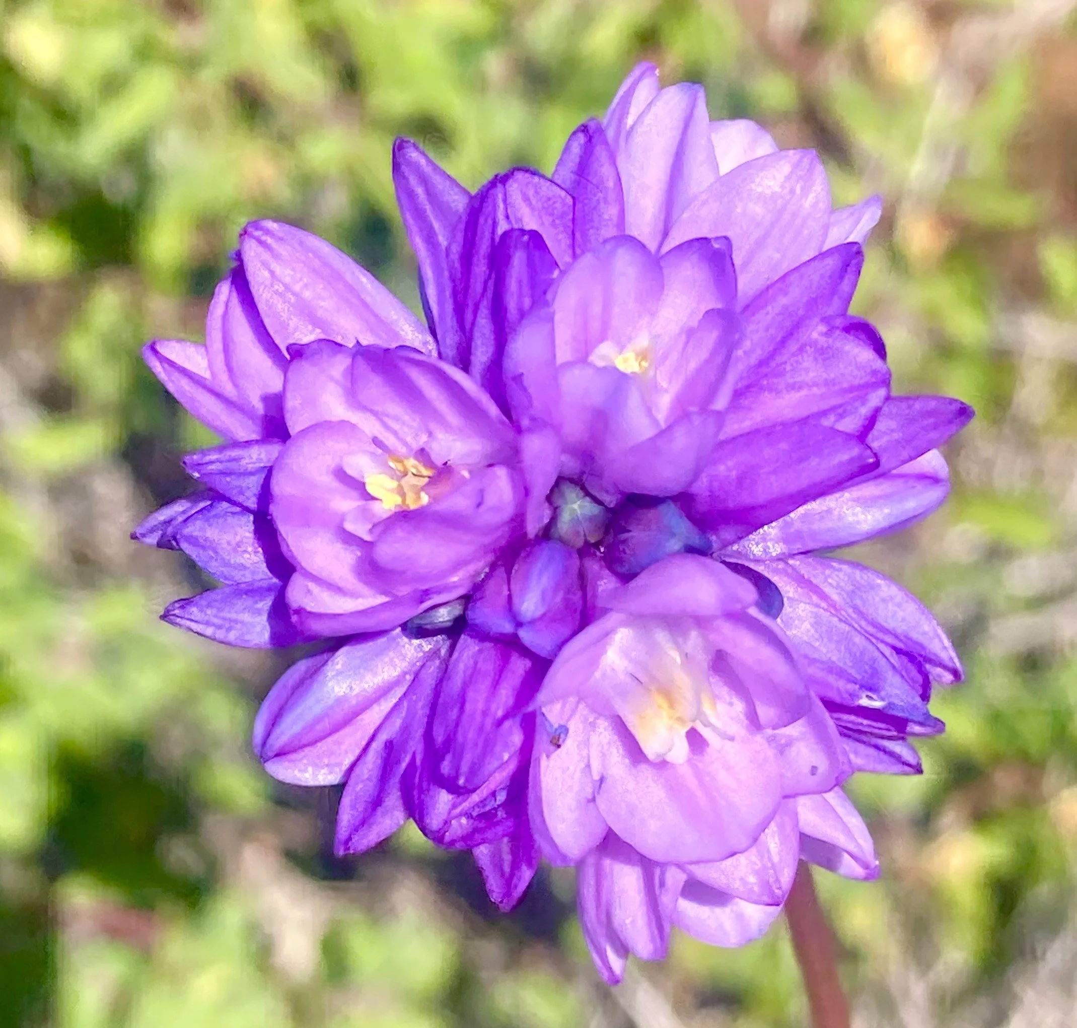 A Blue Dick by Any Other Name Would Taste as Sweet