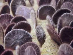 Why is the Pacific sand dollar so eccentric?
