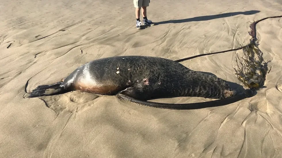 Tracking Marine Mammal Mortality in Bahia Todos Santos