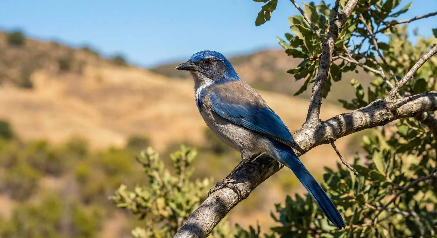 California Scrub Jay: Typical birdbrain or “feathered ape”?