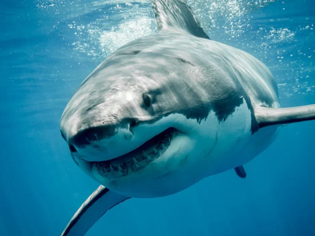 World Shark Day