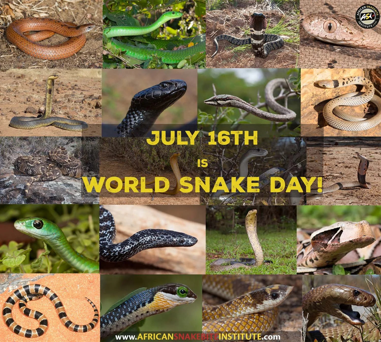World Snake Day