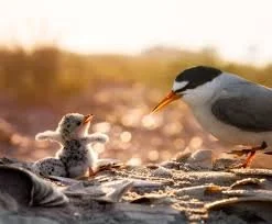 Least Tern Day