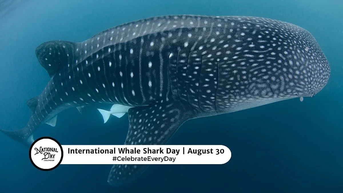 International Whale Shark Day