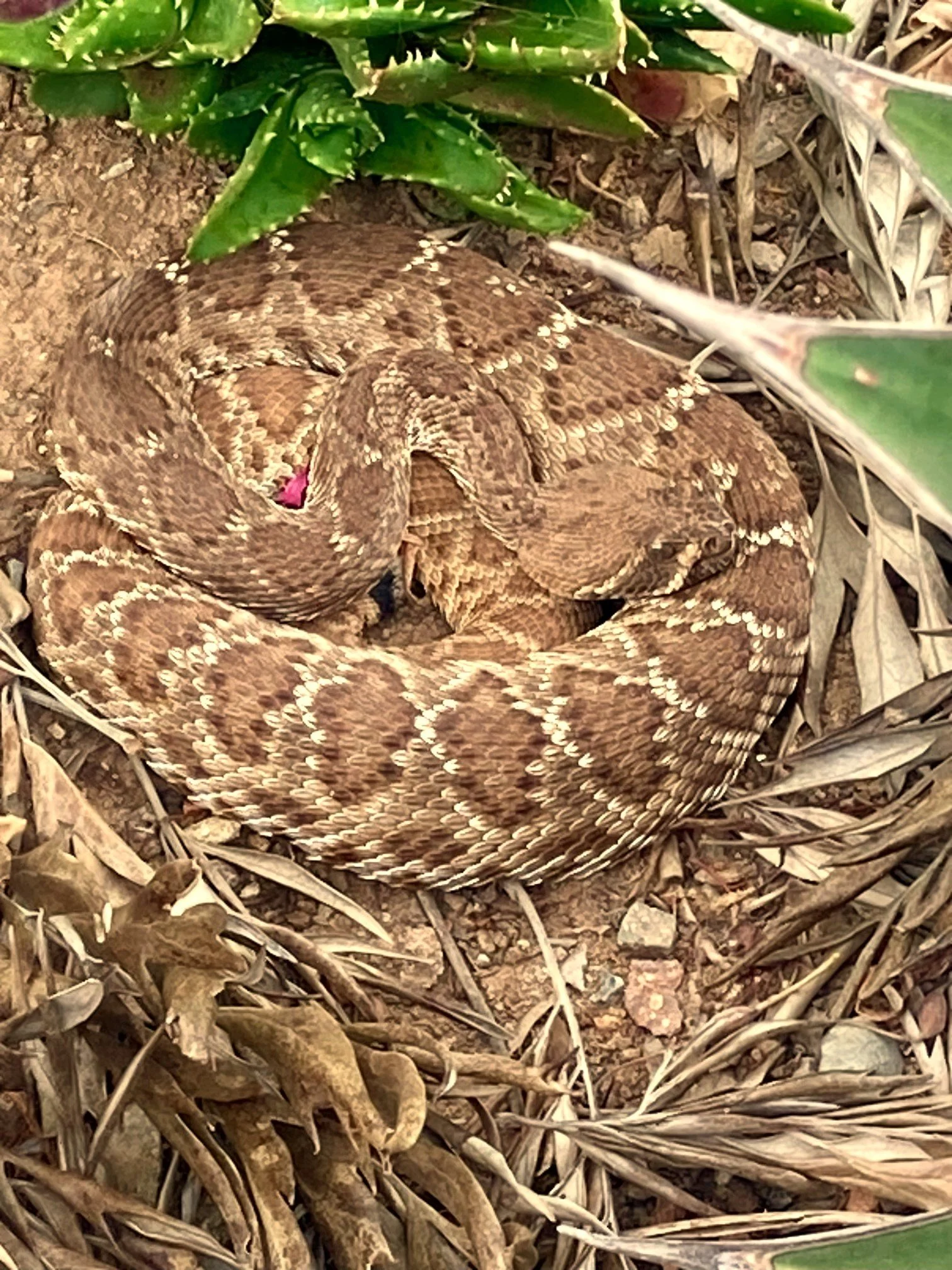 Red Diamond-back Rattlesnake 