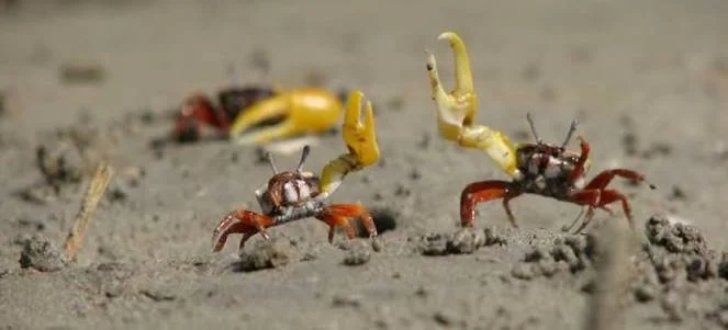 Wave “Hi” to the Mexican Fiddler Crab
