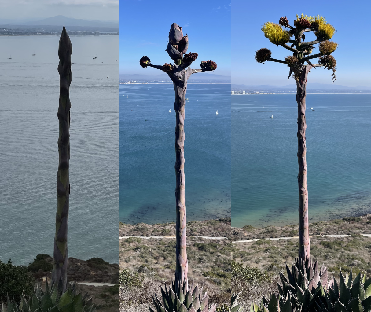 Shaw’s Agave